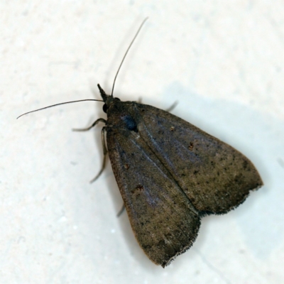 Rhapsa suscitatalis (Wedged Rhapsa) at O'Connor, ACT - 9 Dec 2020 by ibaird