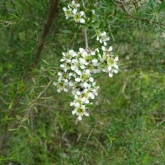 Leptospermum obovatum (River Tea Tree) at Isaacs Ridge and Nearby - 14 Dec 2020 by Mike