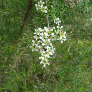 Leptospermum obovatum at Isaacs, ACT - 14 Dec 2020