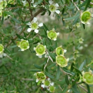 Leptospermum obovatum at Isaacs, ACT - 14 Dec 2020 12:51 PM