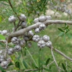 Leptospermum obovatum at Isaacs, ACT - 14 Dec 2020