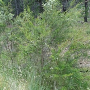 Leptospermum obovatum at Isaacs, ACT - 14 Dec 2020