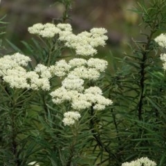 Cassinia longifolia (Shiny Cassinia, Cauliflower Bush) at Isaacs Ridge and Nearby - 14 Dec 2020 by Mike