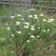 Cassinia longifolia at Isaacs, ACT - 14 Dec 2020 12:49 PM