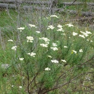 Cassinia longifolia at Isaacs, ACT - 14 Dec 2020 12:49 PM