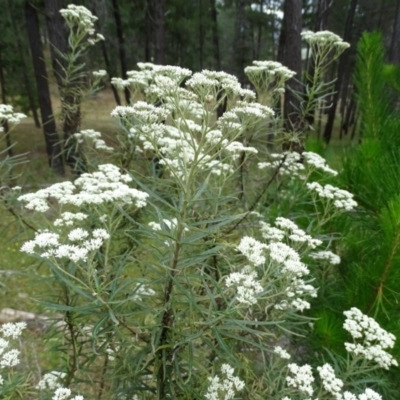 Cassinia longifolia (Shiny Cassinia, Cauliflower Bush) at Isaacs, ACT - 14 Dec 2020 by Mike