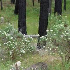 Cassinia longifolia at Isaacs Ridge - 14 Dec 2020