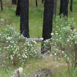 Cassinia longifolia at Isaacs Ridge - 14 Dec 2020