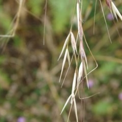 Avena barbata (Bearded Oat) at Isaacs, ACT - 14 Dec 2020 by Mike