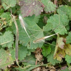 Avena barbata at Isaacs Ridge - 14 Dec 2020