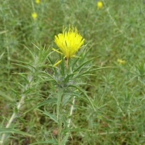 Carthamus lanatus at Isaacs Ridge - 14 Dec 2020