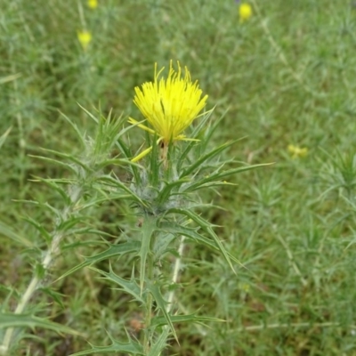 Carthamus lanatus (Saffron Thistle) at Isaacs Ridge and Nearby - 14 Dec 2020 by Mike