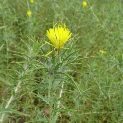 Carthamus lanatus (Saffron Thistle) at Isaacs Ridge - 14 Dec 2020 by Mike