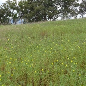 Carthamus lanatus at Isaacs Ridge - 14 Dec 2020