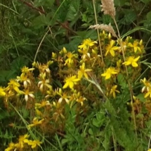 Hypericum perforatum at Jerrabomberra, ACT - 14 Dec 2020 12:04 PM