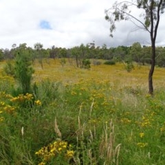 Hypericum perforatum at Jerrabomberra, ACT - 14 Dec 2020