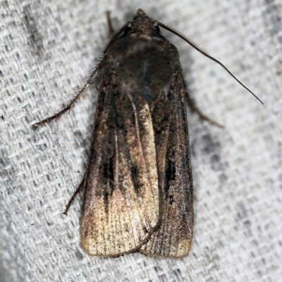 Agrotis infusa (Bogong Moth, Common Cutworm) at O'Connor, ACT - 9 Dec 2020 by ibaird