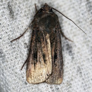 Agrotis infusa at O'Connor, ACT - 9 Dec 2020
