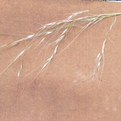 Austrostipa verticillata (Slender Bamboo Grass) at Isaacs, ACT - 7 Dec 2020 by MichaelMulvaney