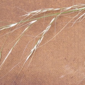 Austrostipa verticillata at Isaacs Ridge Offset Area - 7 Dec 2020