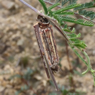Clania ignobilis (Faggot Case Moth) at Theodore, ACT - 14 Dec 2020 by Owen