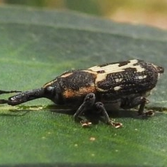 Neolaemosaccus sp. (genus) (A weevil) at Lions Youth Haven - Westwood Farm - 14 Dec 2020 by HelenCross