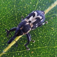 Neolaemosaccus sp. (genus) at Kambah, ACT - 14 Dec 2020