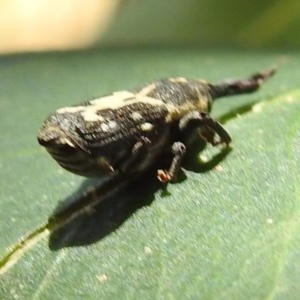 Neolaemosaccus sp. (genus) at Kambah, ACT - 14 Dec 2020