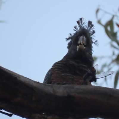 Callocephalon fimbriatum (Gang-gang Cockatoo) at Mount Mugga Mugga - 12 Dec 2020 by roymcd