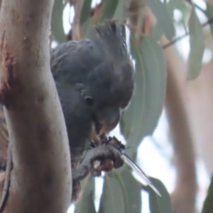 Callocephalon fimbriatum at O'Malley, ACT - 12 Dec 2020