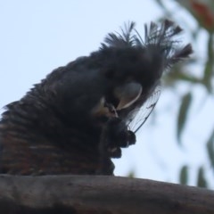 Callocephalon fimbriatum at O'Malley, ACT - 12 Dec 2020