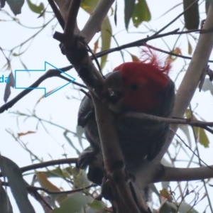 Callocephalon fimbriatum at O'Malley, ACT - 12 Dec 2020