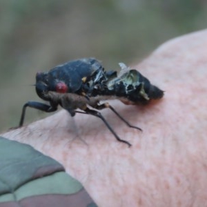 Callocephalon fimbriatum at O'Malley, ACT - 12 Dec 2020