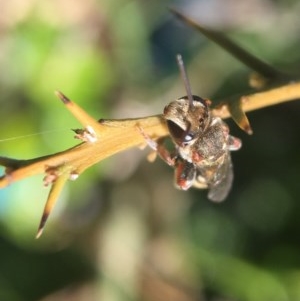 Lipotriches (Austronomia) phanerura at Yarralumla, ACT - 14 Dec 2020