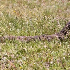 Varanus rosenbergi (Heath or Rosenberg's Monitor) at Namadgi National Park - 28 Nov 2020 by Jek