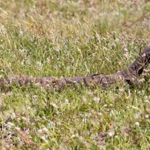 Varanus rosenbergi at Mount Clear, ACT - 29 Nov 2020