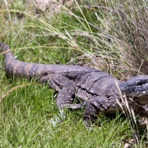 Varanus rosenbergi at Mount Clear, ACT - 29 Nov 2020