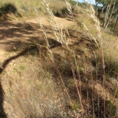 Rytidosperma pallidum (Red-anther Wallaby Grass) at Mount Majura - 14 Dec 2020 by Avery