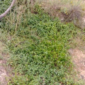 Vinca major at Majura, ACT - 12 Dec 2020