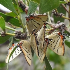 Jalmenus evagoras (Imperial Hairstreak) at Paddys River, ACT - 14 Dec 2020 by JohnBundock