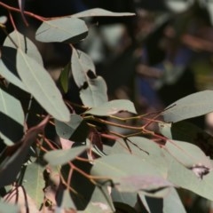 Eucalyptus sp. (A Gum Tree) at Wodonga, VIC - 13 Dec 2020 by KylieWaldon