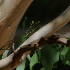 Eucalyptus (genus) at Wodonga, VIC - 13 Dec 2020 09:15 AM