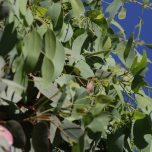 Eucalyptus (genus) at Wodonga, VIC - 13 Dec 2020 09:15 AM