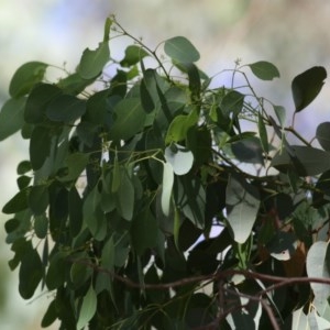 Eucalyptus (genus) at Wodonga, VIC - 13 Dec 2020 09:15 AM