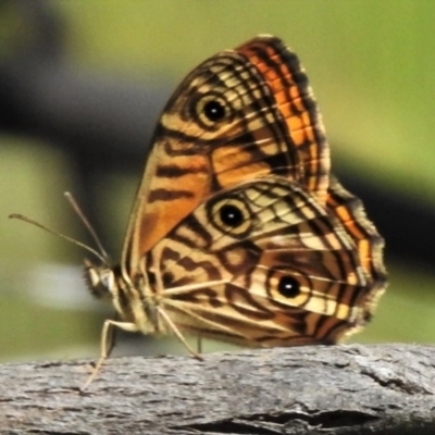 Geitoneura acantha (Ringed Xenica) at Tidbinbilla Nature Reserve - 14 Dec 2020 by JohnBundock