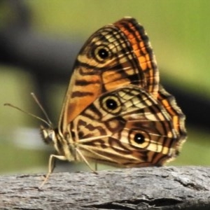 Geitoneura acantha at Paddys River, ACT - 14 Dec 2020