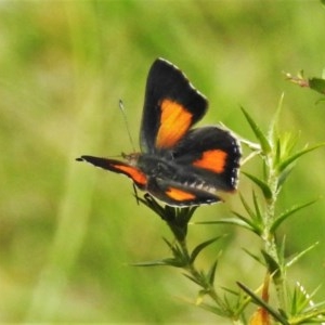 Paralucia aurifera at Paddys River, ACT - 14 Dec 2020