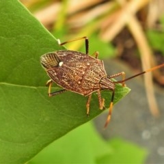 Poecilometis strigatus (Gum Tree Shield Bug) at Wanniassa, ACT - 14 Dec 2020 by JohnBundock