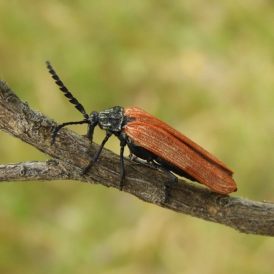 Porrostoma rhipidium (Long-nosed Lycid (Net-winged) beetle) at Kambah, ACT - 10 Dec 2020 by MatthewFrawley