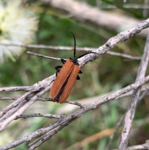 Porrostoma rhipidium at Murrumbateman, NSW - 13 Dec 2020